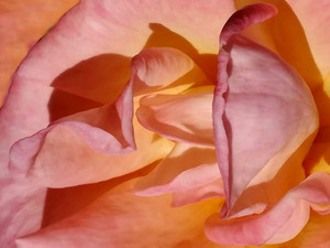 Rose 3​