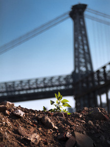 A Tree Grows In Brooklyn​