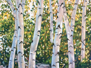 Woodland Birches