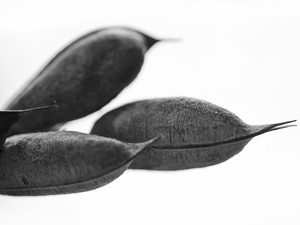 A Flock of...​