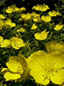 Study in Yellow
