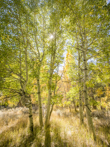 Aspen Grove in Fall