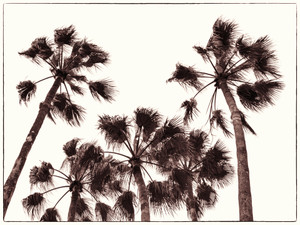Copper Palms