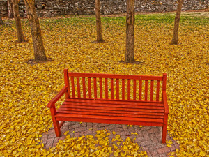 Kansas City November