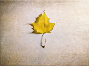 A Single Yellow Maple Leaf
