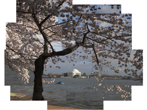 Cherry Blossoms, Washington, DC