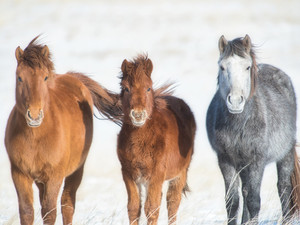 Mongolian Horses on the Winter Tundra #2