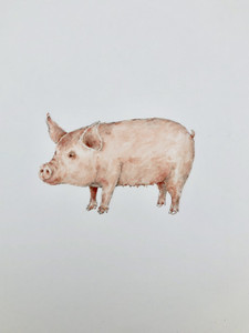 Little Pig