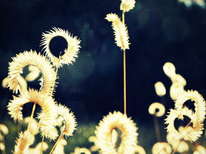 Gamagrass II