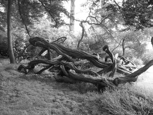 San Francisco Botanical Garden