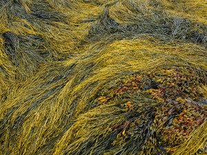 Abstract of Kelp Beds
