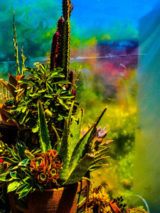Cacti​