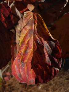 Autumn Magnolia Leaf​
