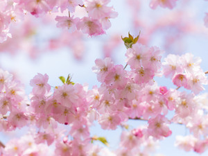 Cherry Blossom Flowers in Prospect Park, Brooklyn, NYC