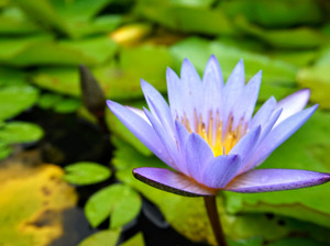 Waterlily