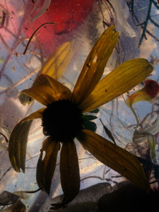 Still Life (Black-Eyed Susan)
