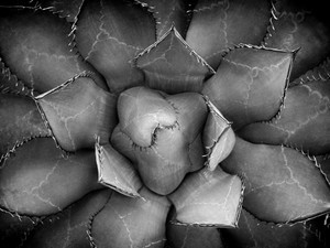 Agave Black and White