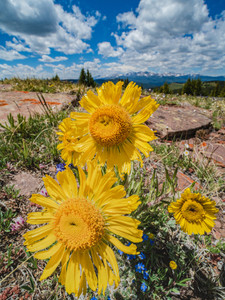 Alpine Sunflowers