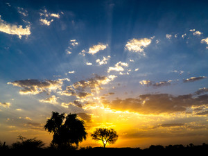 The Sunset Tree