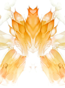 Citrus Pattern TA-3032882