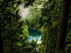 Between The Trees​