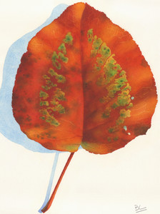 Big Red, Big Leaf