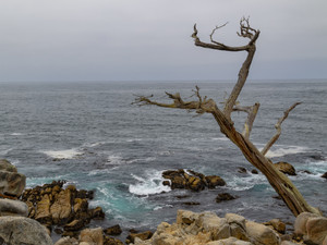 Ghost Tree in Color