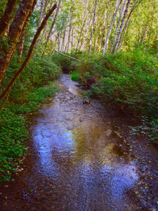 Shinglemill Creek