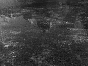 untitled (L1701266)​