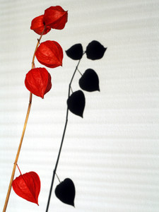 shadows from red