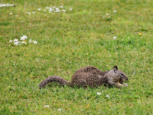 Squirrel (Devouring Something Tasty in the Grass)