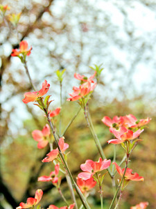 Dogwoods Praising the Sun