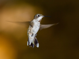 Hummingbird​​