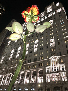 A Rose in FiDi, New York