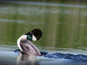 Mama Loon