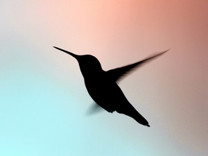 Winged Perfection