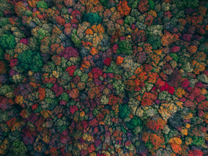Autumn Colors​​