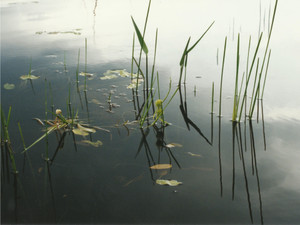 Water and Weeds