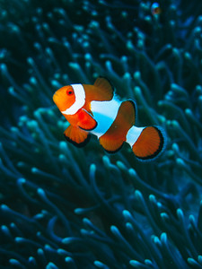 Orange Clown fish - Tropcal Coral Reef​