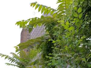 Buildings behind some Tree of Heaven along a fence. Lower East Side. NYC