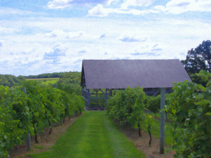 Barn Among the Vineyards