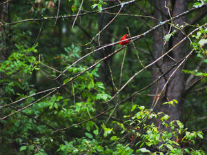 Cardinal​