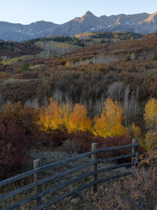 Aspens on Fire