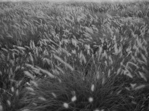 untitled (L1901843)