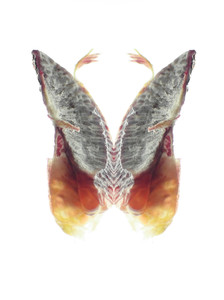 Blood Orange Butterfly I