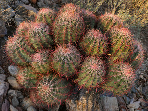 Cactus Burst, McDowell Mountain, Scottsdale, Arizona, 2011