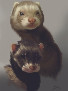 Ferrets