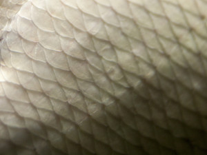 Skin​