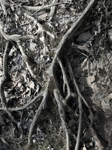 Rooted Earth