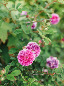 Purple Blooms